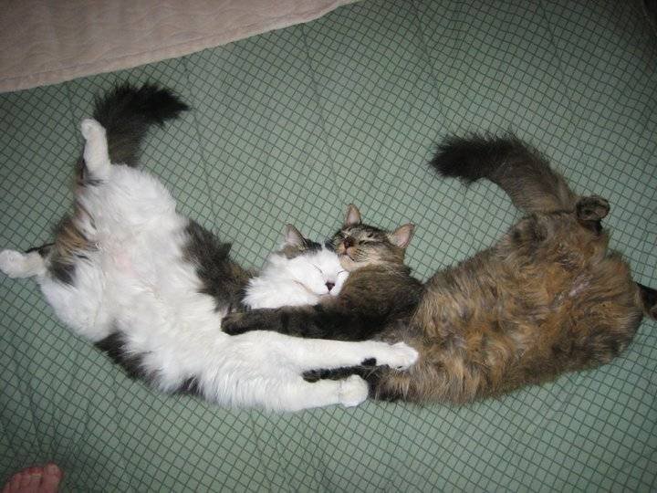 Cute sleeping position Cats presenting a very nice sleeping position