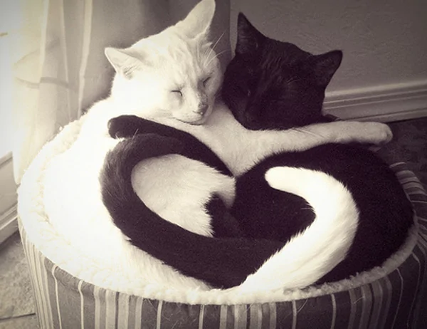 Black and white cat hugging forming a heart