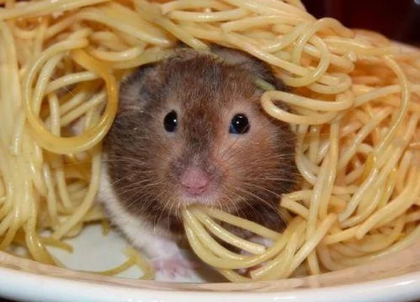 Cute mouse eating spaghetti