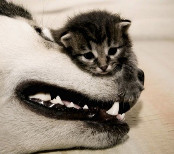 Small kitten resting on dog's nose
