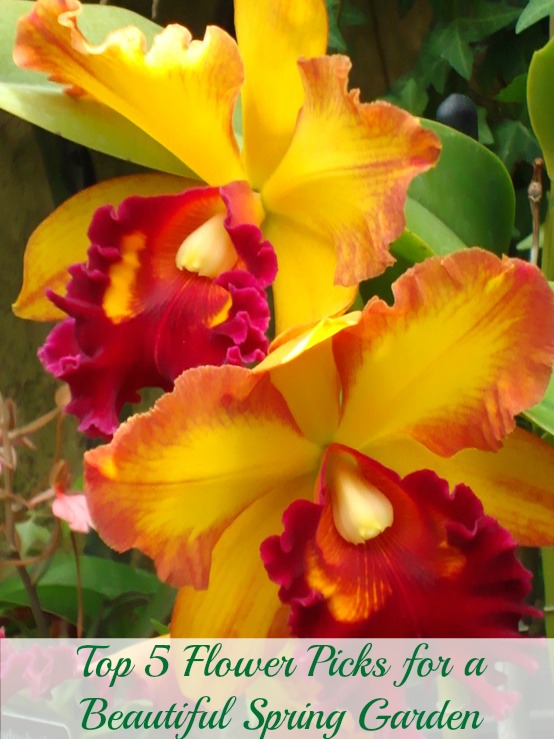 Orchid flower garden shot