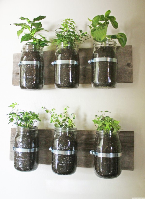 Herbs and plants in mason jars