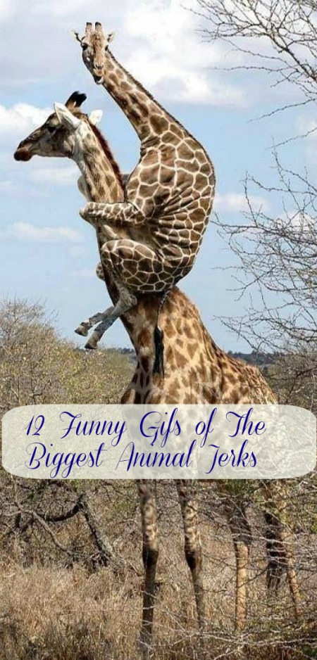12 funny gifs of the biggest animal jerks