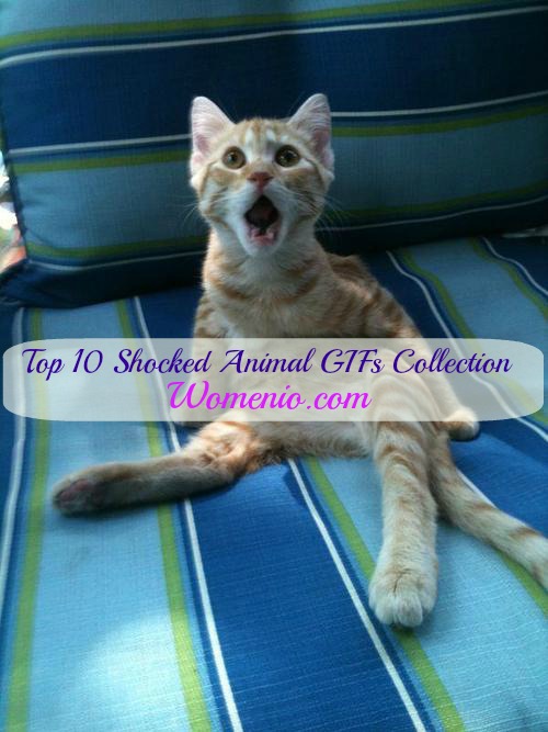 Top 10 Funniest Shocked Animals GIF Collection