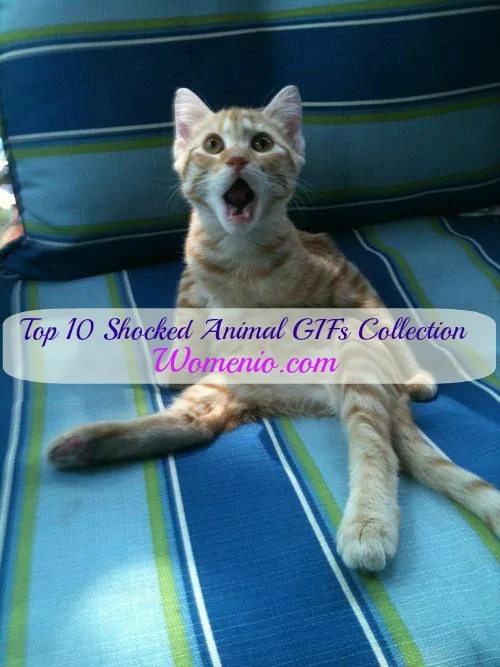 Shocked animals gifs