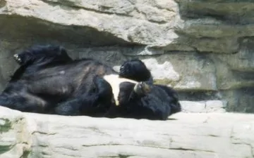 Bear Sleeping in a Zoo
