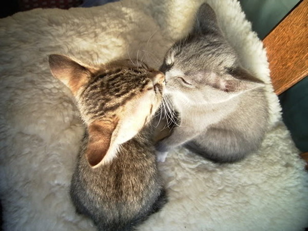 Kissing Cats