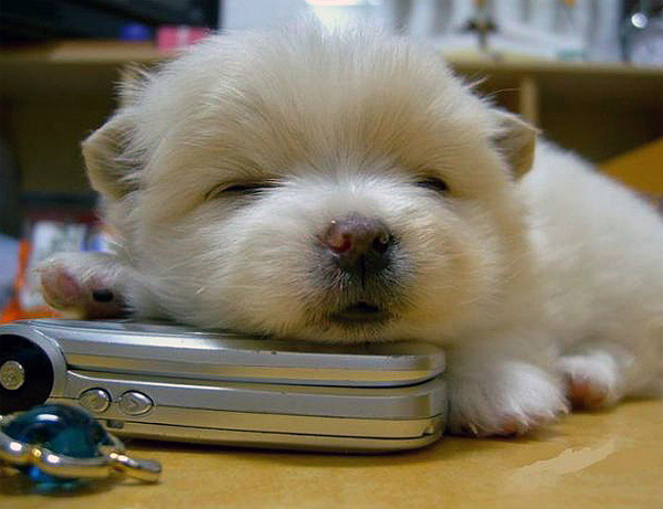 puppy sleeping on a mobile phone