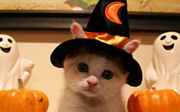 Little cute kitten in wizard hat