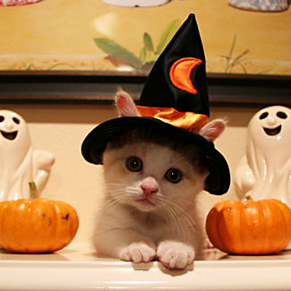 Little cute kitten in wizard hat
