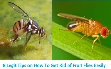 Getting rid of fruit flies