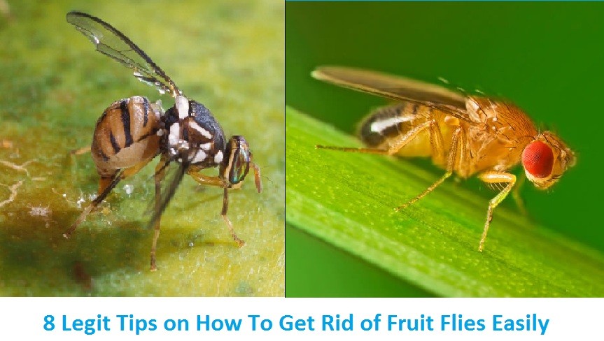 Getting rid of fruit flies
