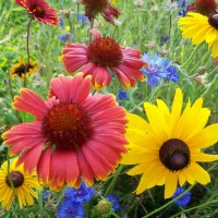 coneflowers