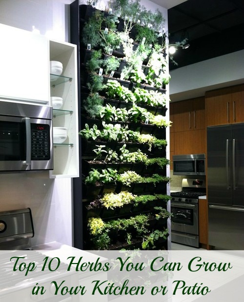 Homegrown herbs Filled kitchen herb holder