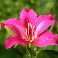 Orchid