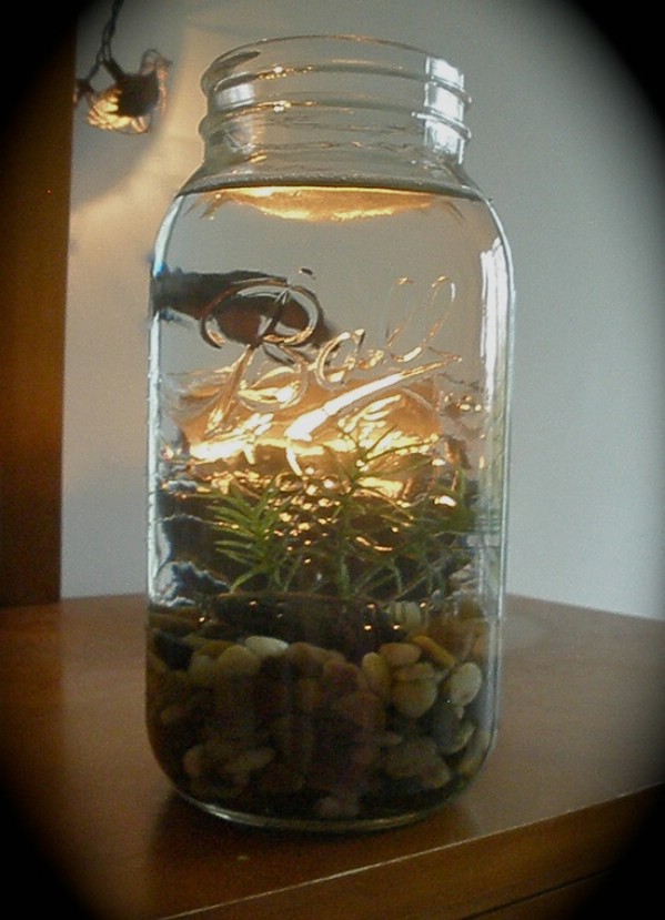 DIY mason jar aquarium