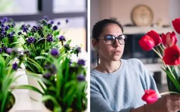 Flowers Indoors in Vases