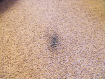 carpet stains toothpaste removal