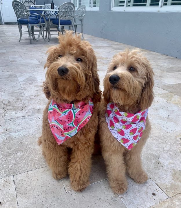 Dogs wearing bandanas