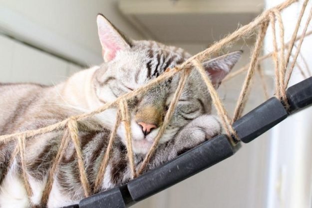 cat sleeping on a cat bridge