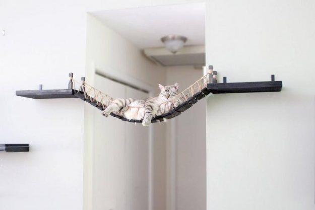cat on a cat bridge