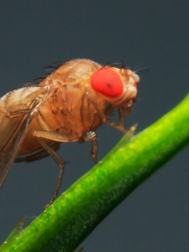 8 Tips On How To Get Rid Of Fruit Flies Once and For All