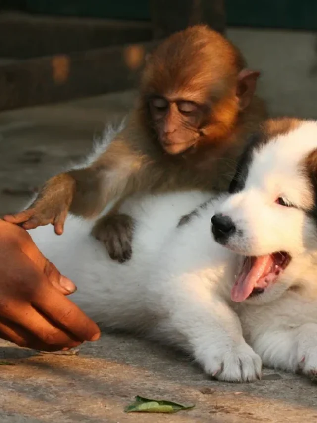 Top 12 Funniest Animal Gifs That'Ll Make You Chuckle