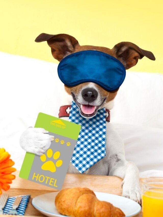 The 50 Best Pet-Friendly Hotels In Each State
