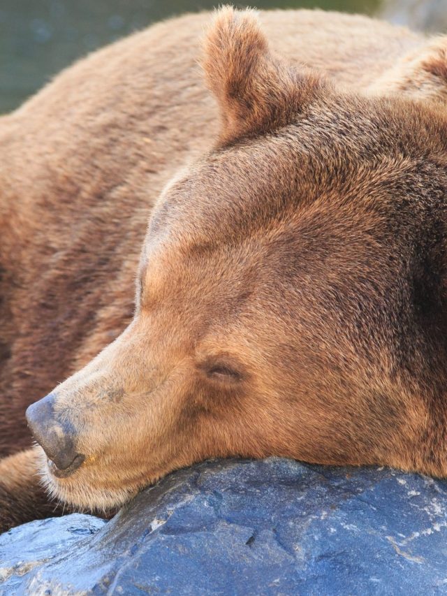 5 Tips To Help You Sleep Like A Bear - Sleep Well