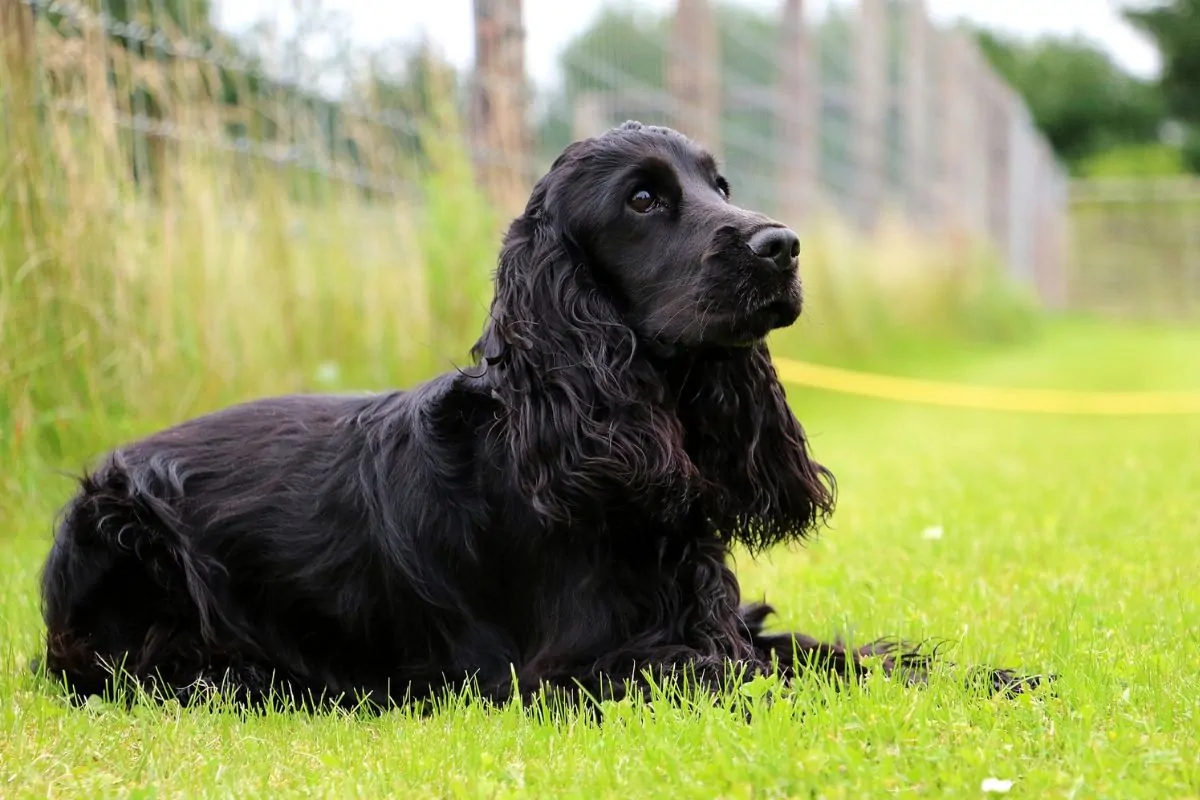 Cocker spaniel