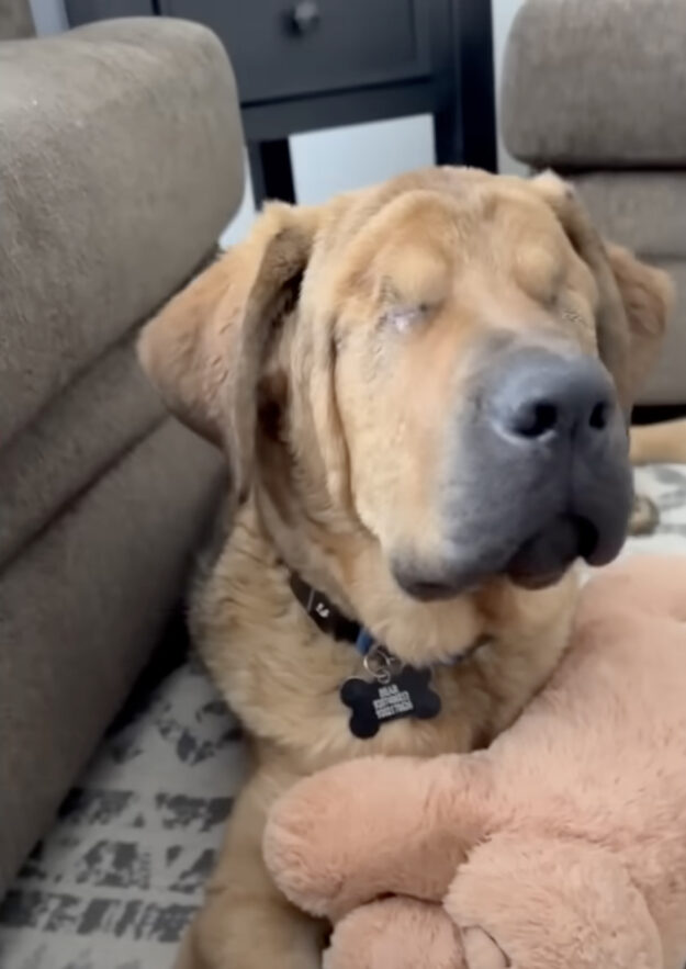Blind Rescue Pup Melts the Heart of a Guy Who Didnât Want Him 2 Blind Rescue Pup Melts the Heart of a Guy Who Didnât Want Him