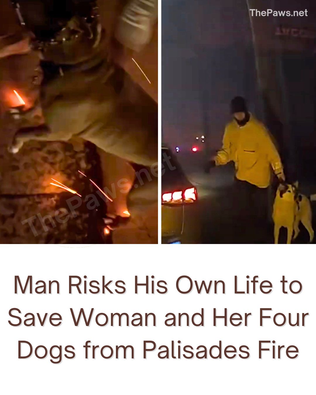 Man Risks His Life to Save Woman and Her Four Dogs from Palisades Fire