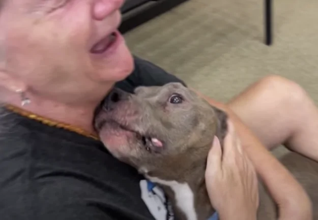Woman cuddling lost Pit Bull e1657648944413
