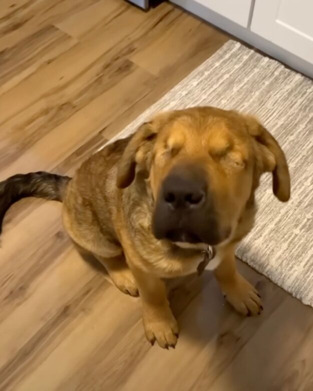 Blind Rescue Pup Melts the Heart of a Guy Who Didnât Want Him 1 Blind Rescue Pup Melts the Heart of a Guy Who Didnât Want Him