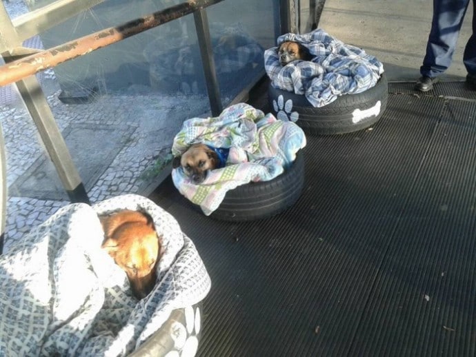 bus station dogs 2