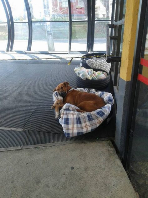 bus station dogs 3