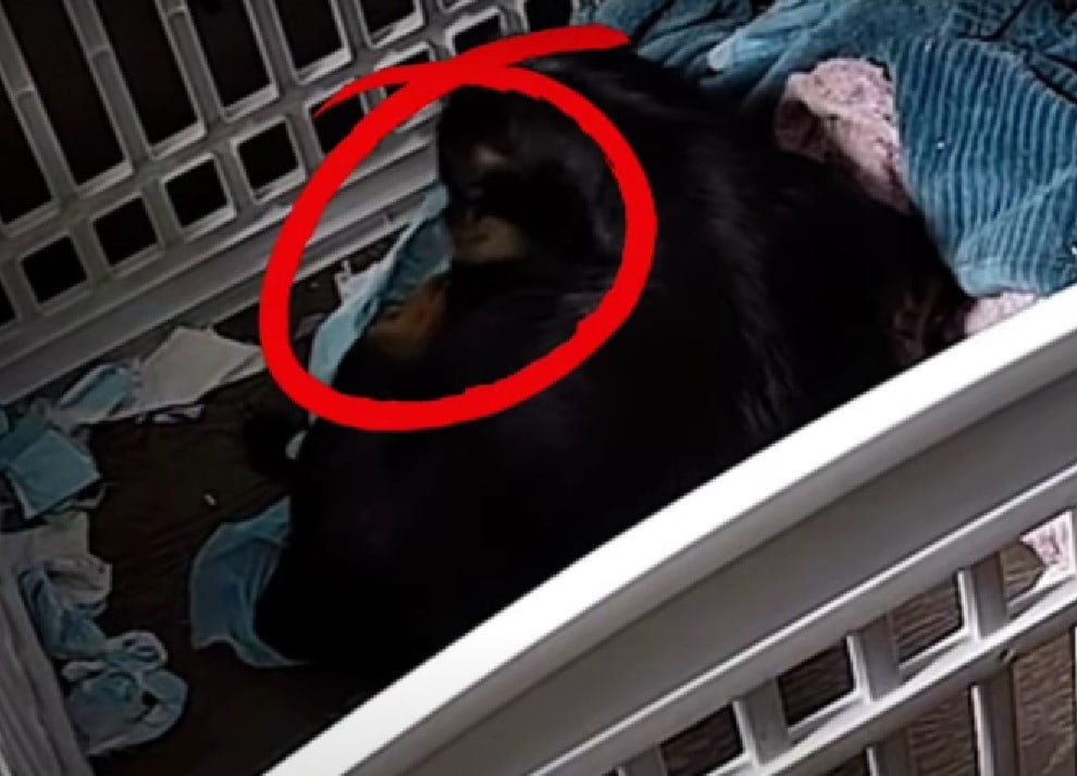 Mama Dog Was Pregnant With 11 Puppies And Nobody Saved Her Until She Met Some Incredible People 3 mama dog going to gave birth