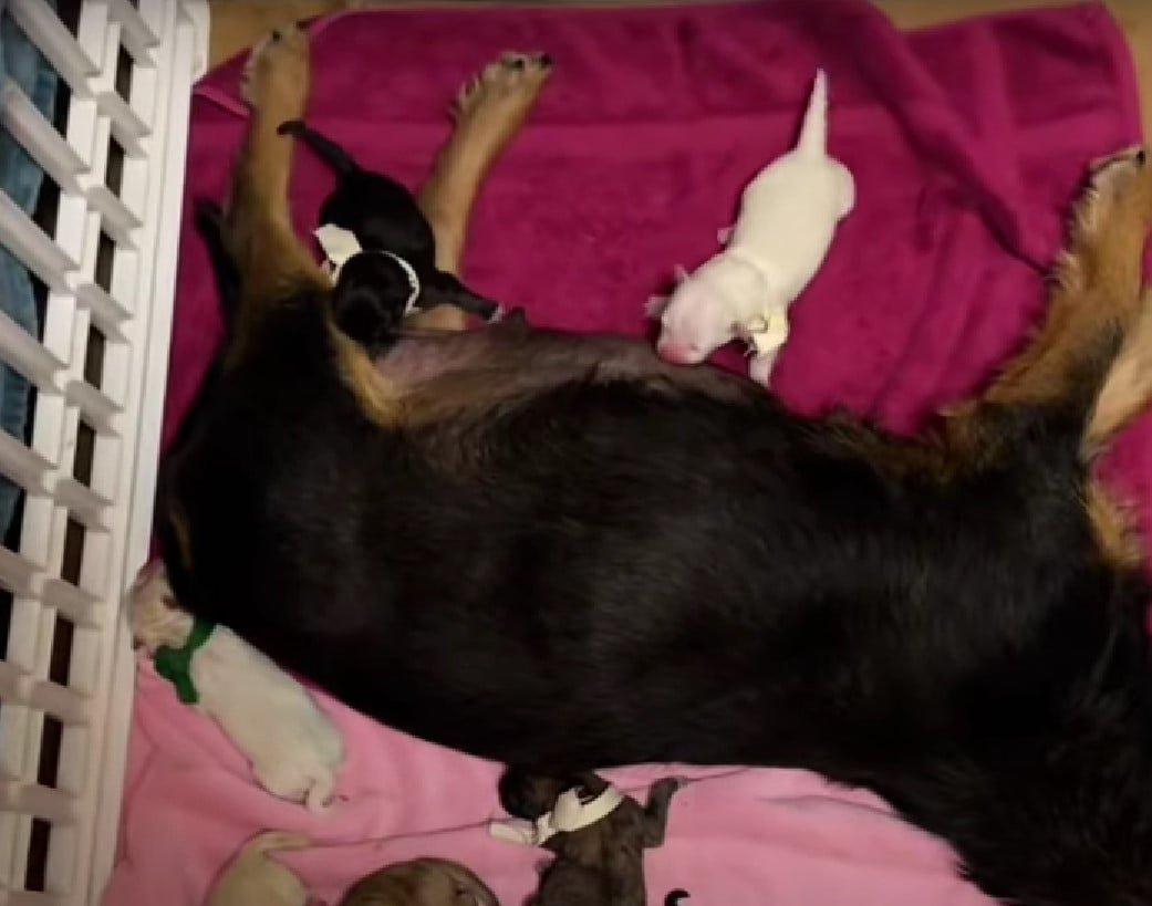 Mama Dog Was Pregnant With 11 Puppies And Nobody Saved Her Until She Met Some Incredible People 5 mother dog with puppies