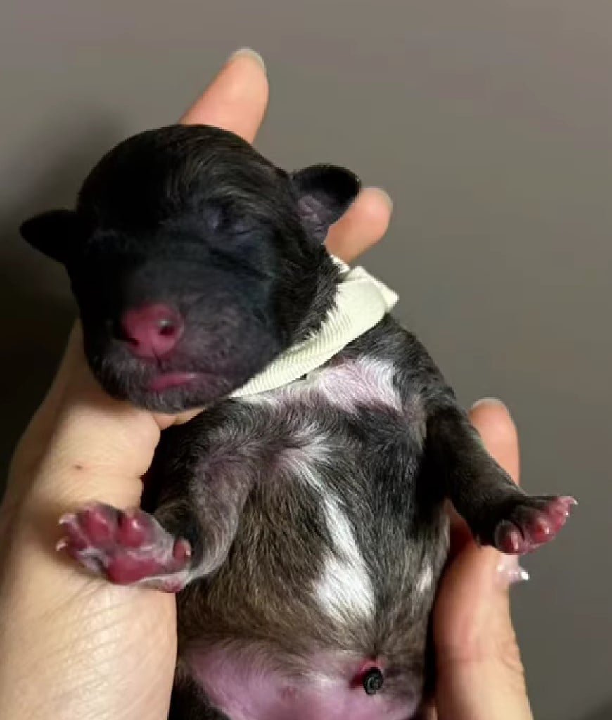 Mama Dog Was Pregnant With 11 Puppies And Nobody Saved Her Until She Met Some Incredible People 4 newborn puppy in hands