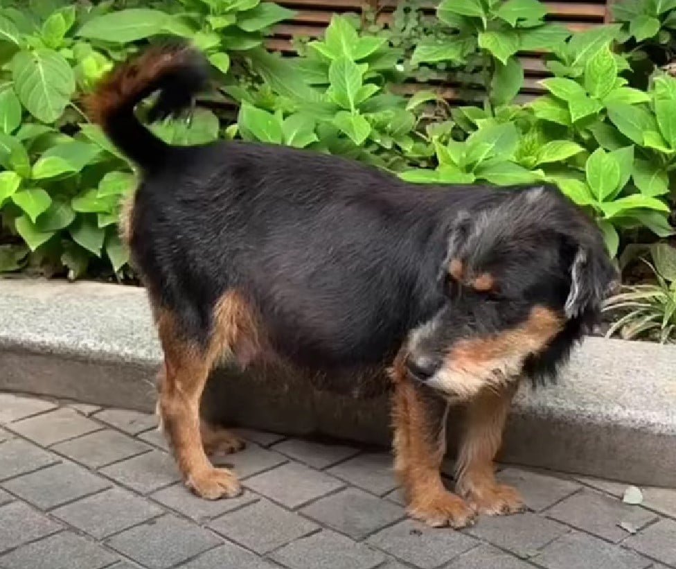Mama Dog Was Pregnant With 11 Puppies And Nobody Saved Her Until She Met Some Incredible People 1 pregnant dog