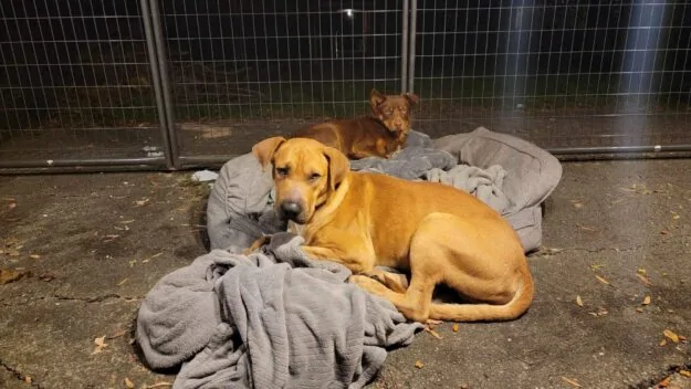 Woman spends a month trying to help stray dog whose head was stuck in a jug 3 405187453 338964222163163 8368615923313361127 n
