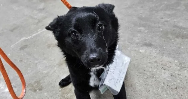 Dog Found Abandoned in a Parking Lot with a Heartbreaking Note Tied to ...