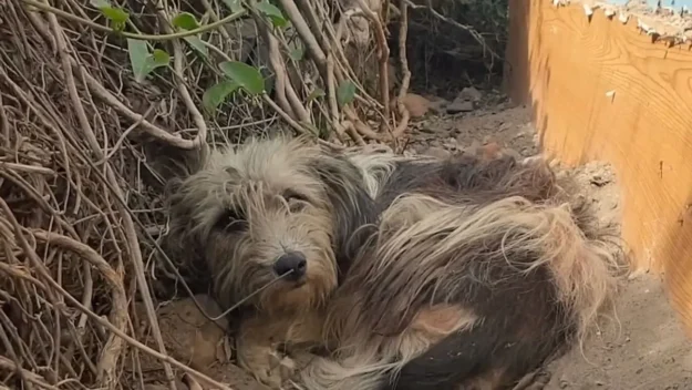 Owners Abandoned Dog