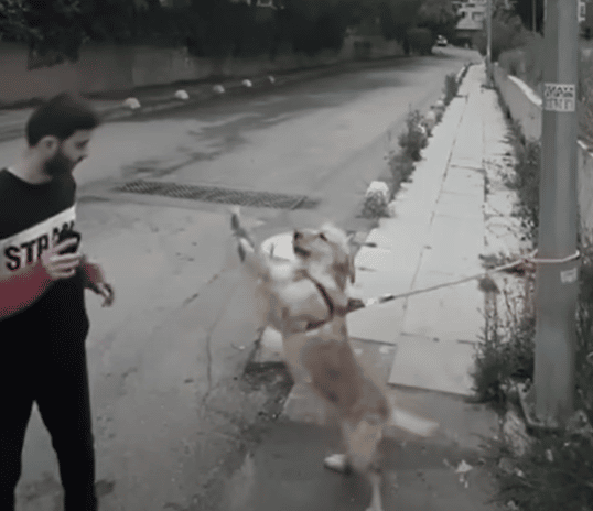 Owner Caught On Camera Heartlessly Abandoning Loyal Golden Retriever 2 Pup 4