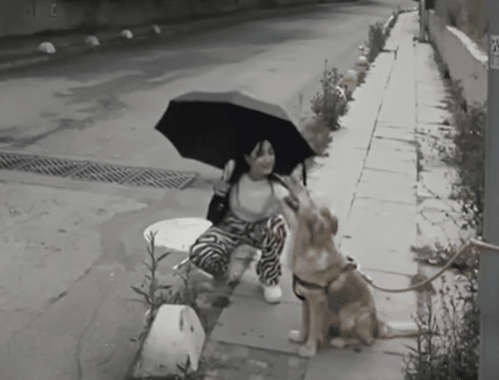 Owner Caught On Camera Heartlessly Abandoning Loyal Golden Retriever 3 Pup 5