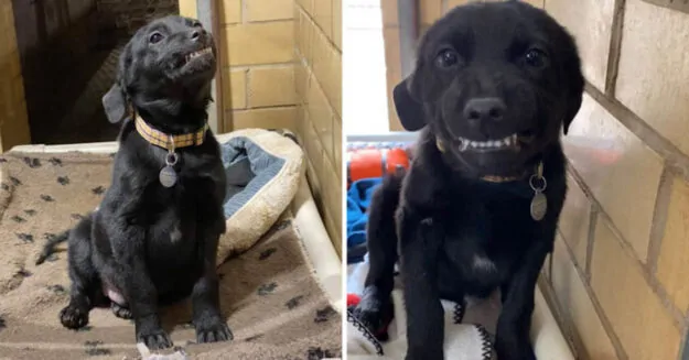 SMILE dog 758x397 1