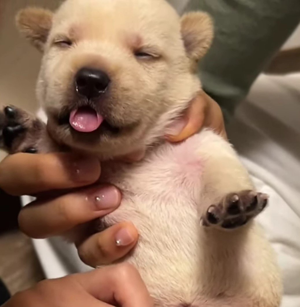 Mama Dog Was Pregnant With 11 Puppies And Nobody Saved Her Until She Met Some Incredible People 8 adorable little puppy in hands