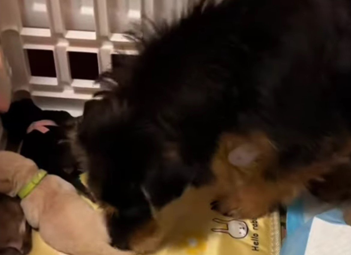 Mama Dog Was Pregnant With 11 Puppies And Nobody Saved Her Until She Met Some Incredible People 7 mother dog with her puppies