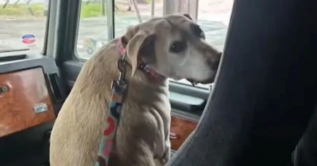 Truckers Step Up to Give Shelter Dog Her Final Goodbye 1 Truckers Step Up to Give Shelter Dog Her Final Goodbye Facebook Post