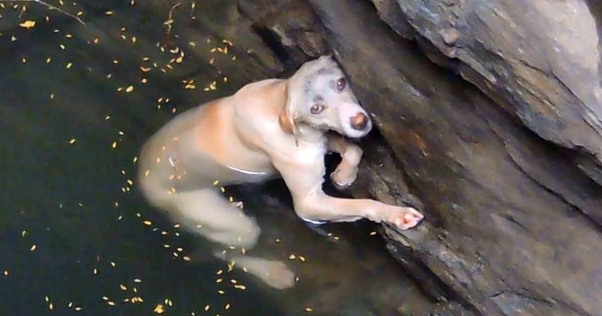 drowning dog